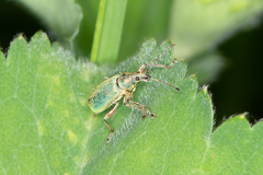 Phyllobius pomaceus