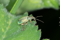 Phyllobius pomaceus