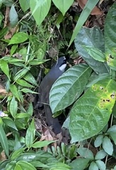 Pterorhinus chinensis