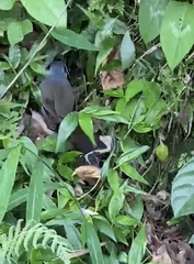 Pterorhinus chinensis