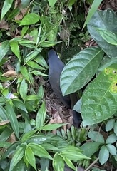 Pterorhinus chinensis