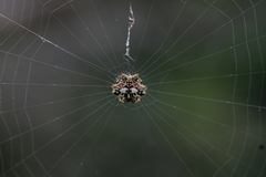 Gasteracanthinae