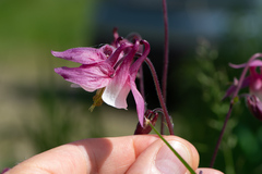 Aquilegia vulgaris