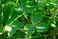 Aquilegia vulgaris