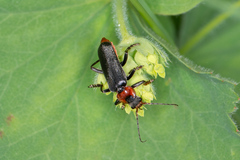 Cantharis fusca