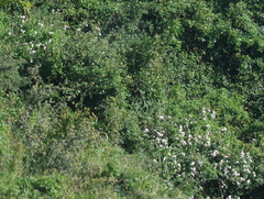 Lantana camara