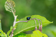 Agelastica alni
