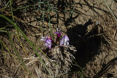 Astragalus stenoceras