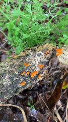 Favolaschia calocera