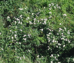 Lantana camara