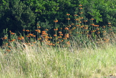 Leonotis ocymifolia