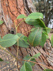 Eucalyptus botryoides