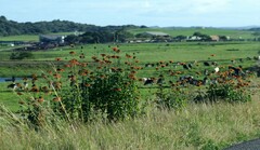 Leonotis ocymifolia
