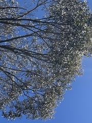 Eucalyptus melliodora