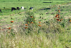 Leonotis ocymifolia