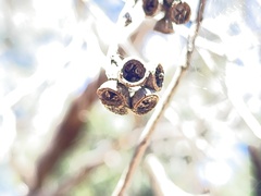 Eucalyptus melliodora