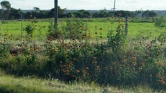 Leonotis ocymifolia