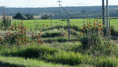 Leonotis ocymifolia