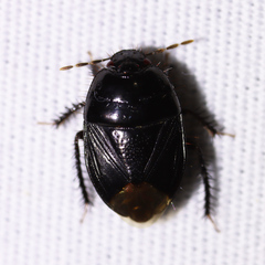 Pangaeus