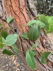 Eucalyptus botryoides