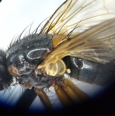 Mydaea humeralis
