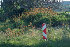Leonotis ocymifolia
