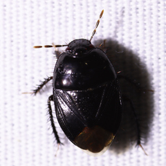 Pangaeus