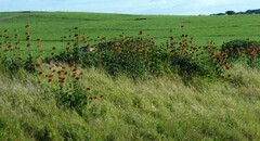 Leonotis ocymifolia