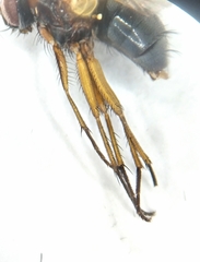 Mydaea humeralis