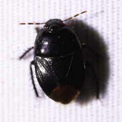 Pangaeus