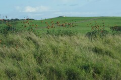 Leonotis ocymifolia