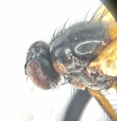 Mydaea humeralis