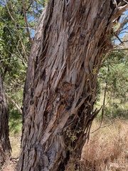 Eucalyptus melliodora
