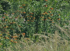 Leonotis ocymifolia