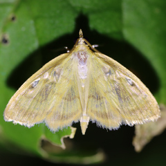 Crocidophora tuberculalis