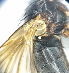 Mydaea humeralis