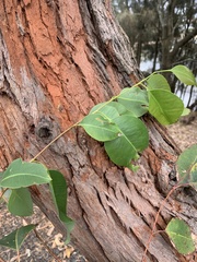 Eucalyptus botryoides