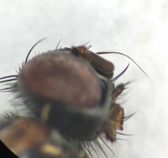 Mydaea humeralis