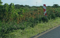 Leonotis ocymifolia