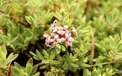 Pimelea alpina