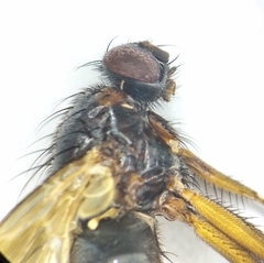 Mydaea humeralis