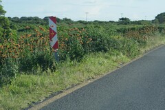Leonotis ocymifolia