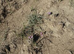 Astragalus stenoceras