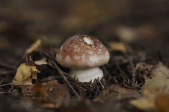 Leucocortinarius bulbiger