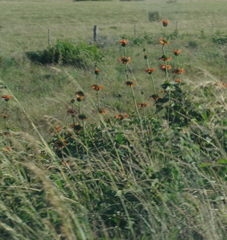 Leonotis ocymifolia