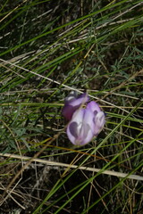 Astragalus stenoceras