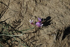 Astragalus stenoceras