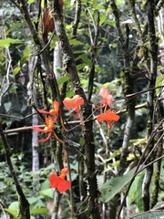 Comparettia coccinea