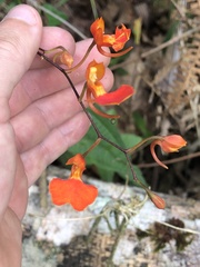 Comparettia coccinea