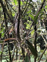 Comparettia coccinea